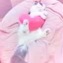 ˚ʚ Kitty Café🐾જ⁀➴ ɞ˚